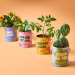 Load image into Gallery viewer, Compliment Grow Kits