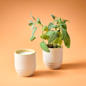 Candle/Planter 2-in-1