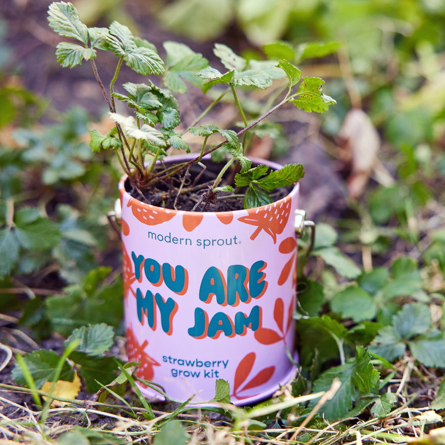 Compliment Grow Kits
