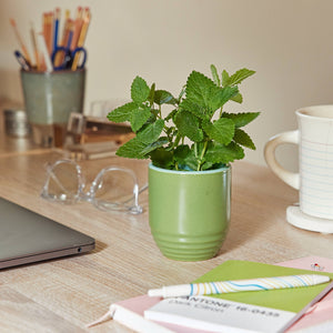 Candle/Planter 2-in-1