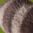 Load image into Gallery viewer, Jellycat Trixiwoo Racoon
