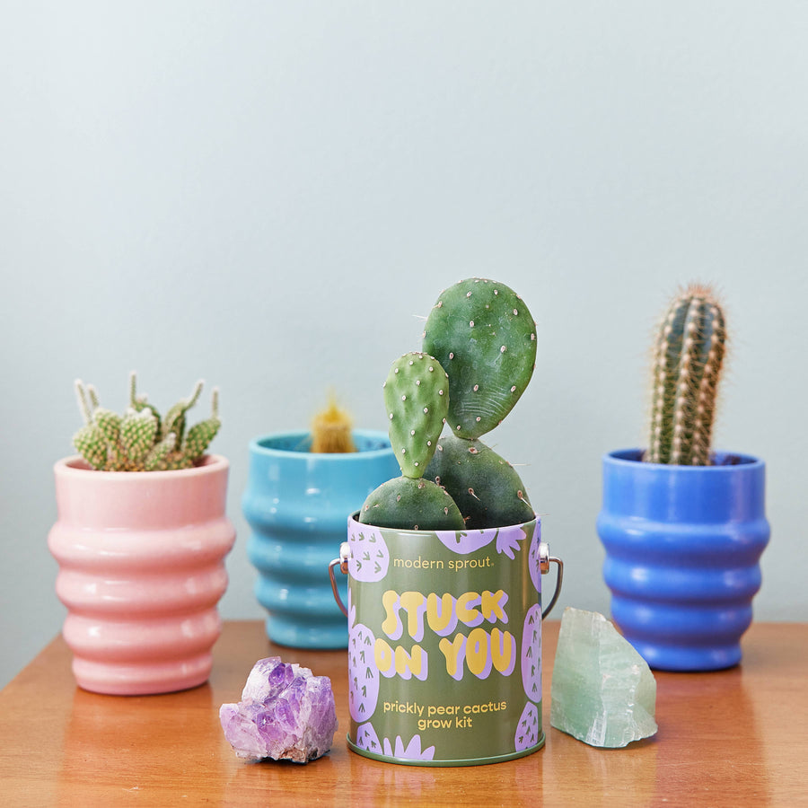Compliment Grow Kits