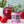 Load image into Gallery viewer, Compliment Grow Kits
